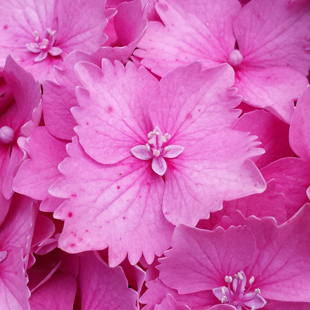 Hortensia
